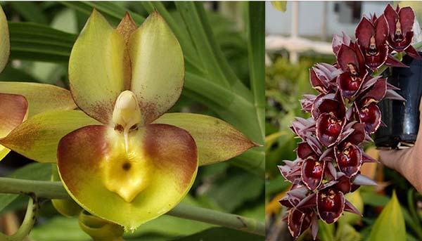 Catasetum Portagee Star 'Brian Lawson's Sunrise' x Catasetum Melana Davison 'Fox Tail'