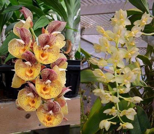 Catasetum Orchidglade 'Davie Ranches' x Catasetum tigrinum 'SVO'