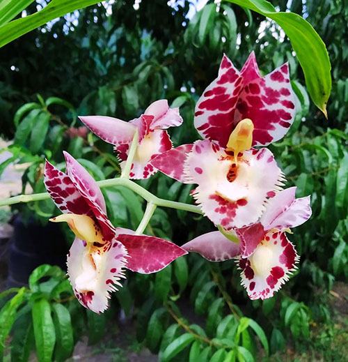 Catasetum Orchidglade 'Davie Ranches' x Catasetum tigrinum 'SVO'