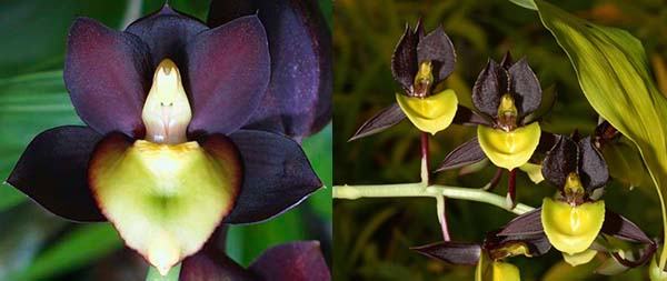 Catasetum tenebrosum 'Ed#2' x Catasetum Double Down 'BPYL'