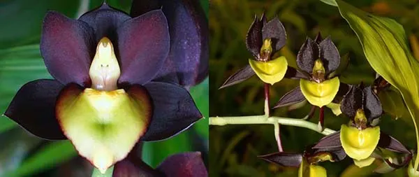 Catasetum tenebrosum 'Ed#2' x Catasetum Double Down 'BPYL'