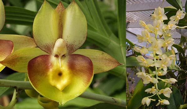 Catasetum Portagee Star 'Brian Lawson's Sunrise' x Catasetum tigrinum 'SVO'