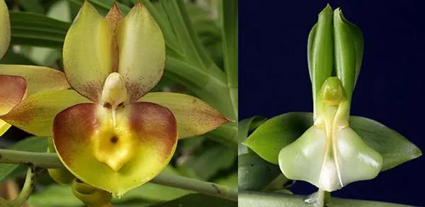 Catasetum Portagee Star 'Brian Lawson's Sunrise' x Catasetum lucis 'Dana's Bird of Paradise'
