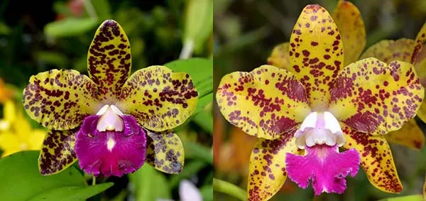 Sophrolaeliocattleya Mem Evelyn Paquette 'SVO Hot Spots' x Brassolaeliocattleya Sun Spots 'SVO Best')