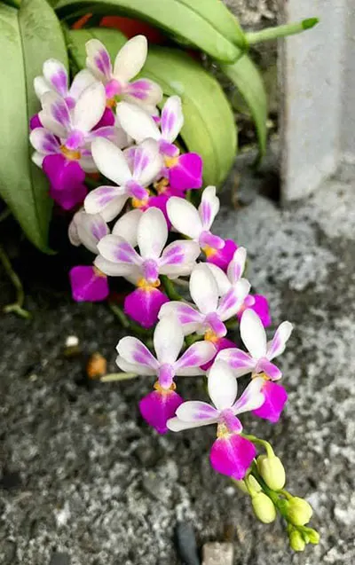Doritaenopsis Anna-Larati Soekardi x Phalaenopsis modesta