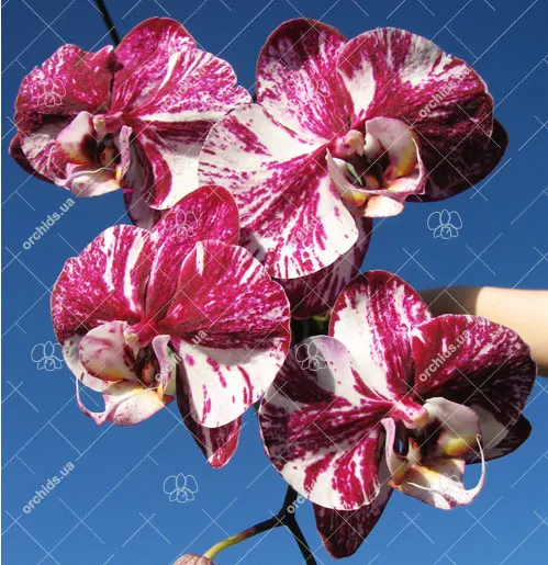 Doritaenopsis I-Hsin Chocolate