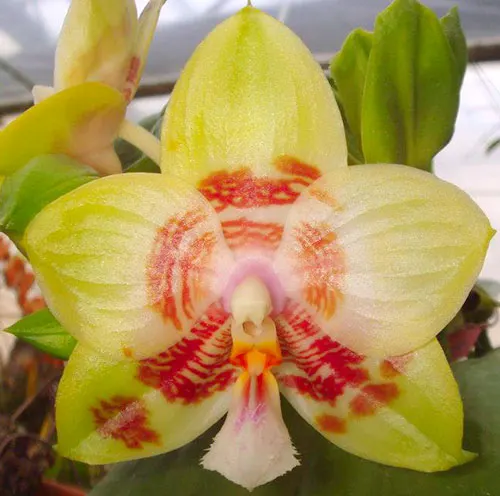 Phalaenopsis Yaphon Gelacea 'Yaphon'