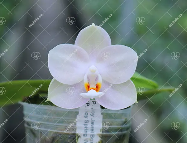Phalaenopsis Joy Jewel Box