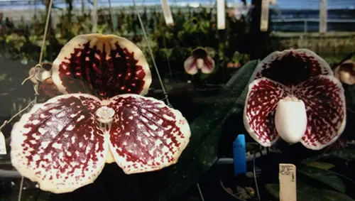 Paphiopedilum godefroyae P747