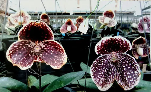 Paphiopedilum godefroyae P698