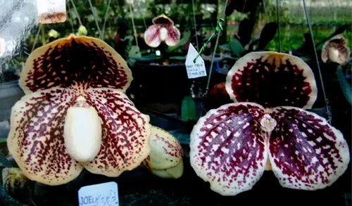 Paphiopedilum godefroyae P658