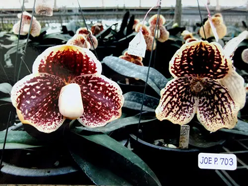 Paphiopedilum godefroyae P729