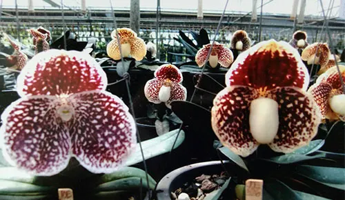 Paphiopedilum godefroyae P738