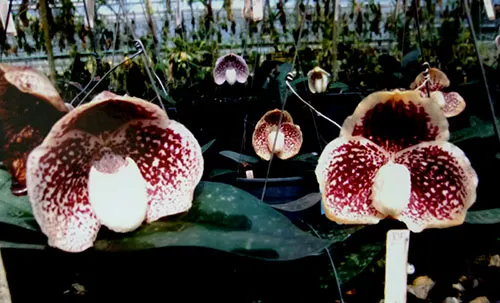 Paphiopedilum godefroyae P645