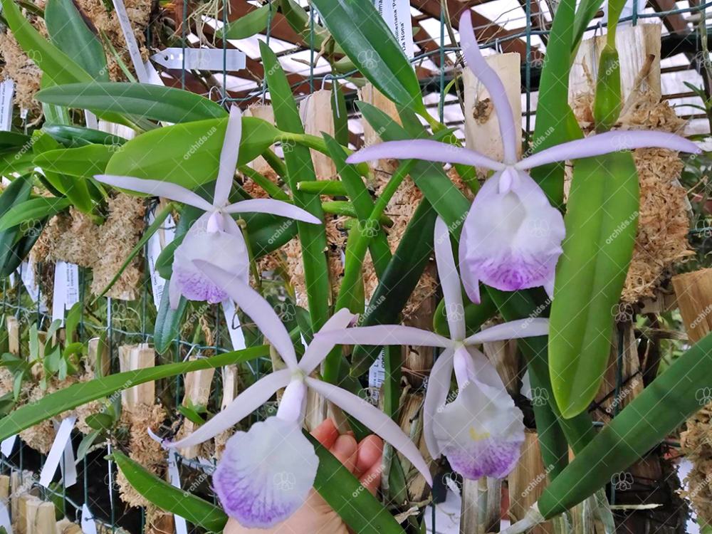 Brassocattleya Jairak Kiku