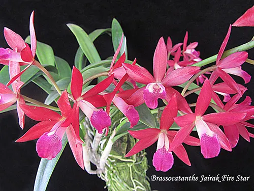 Brassocatanthe Jairak Fire Star