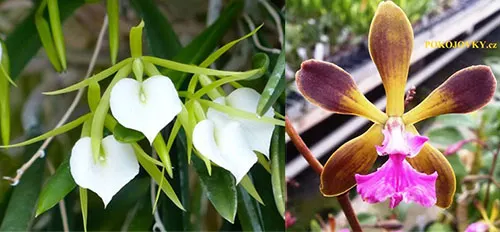 Brassavola Little Star x (Encyclia tampensis x phonesia)