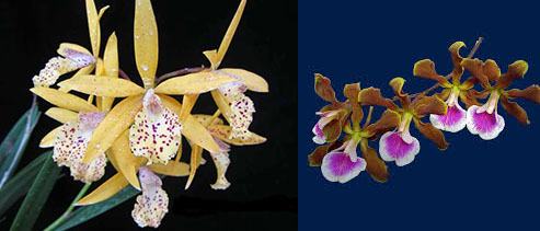 Brassocattleya Jairak Canary x Encyclia randii