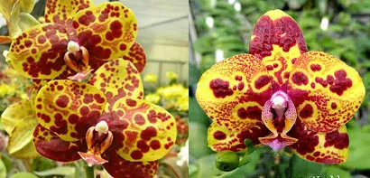 Phalaenopsis Haur Jin Princess x GW Green World