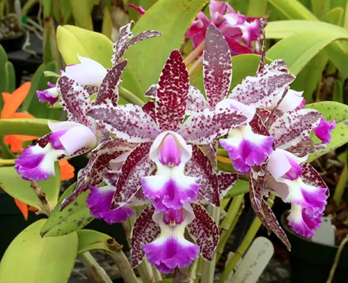 Cattleya Tian Mu 'Sesame'