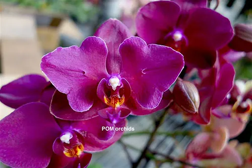 Doritaenopsis I-Hsin Cherry