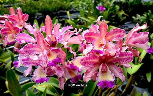 Myrmecophila thomsoniana x Cattleya intermedia