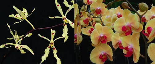 Renanthera citrina x Phalaenopsis Shin Yuan Golden Beauty