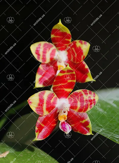 Phalaenopsis Brother Ambo Passion