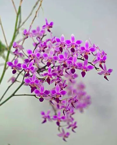 Phalaenopsis Rainbow Chip