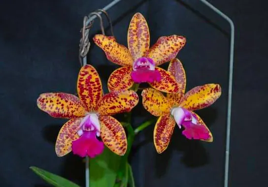 Sophrolaeliocattleya Leopard Lou