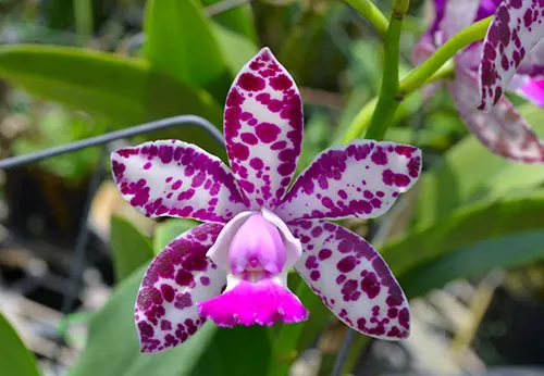 Cattleya Royal Cognac 'The Best'