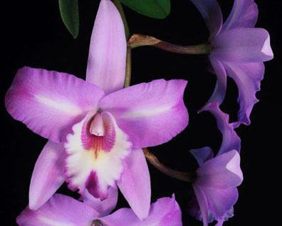 Laeliocattleya Miss Wonderful (Lc. Mari's Song 'CTM 217' HCC/AOS 2995 x L. anceps f. petaloid 'Jody’ 3588)