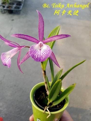 Brassocattleya Tsiku Archangel