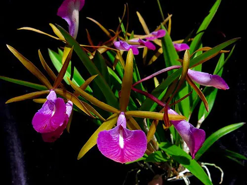 Brassocattleya Star Ruby 'Xanadu'