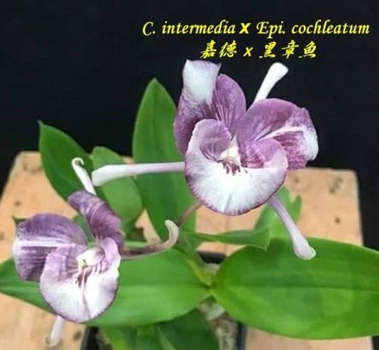 Cattleya intermedia x Epidendrum cochleatum