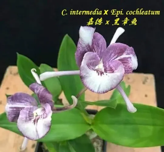 Cattleya intermedia x Epidendrum cochleatum