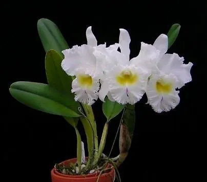 Brassolaeliocattleya Pastoral Innocence