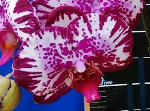 Phalaenopsis Lianher Focus
