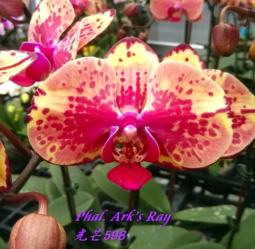 Phalaenopsis Ark's Ray
