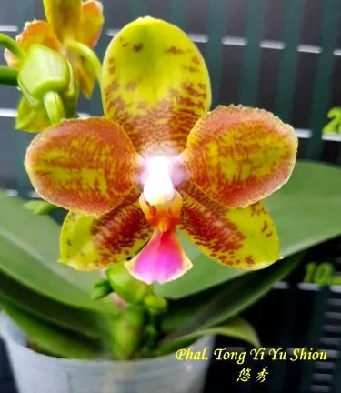 Phalaenopsis Tong Yi Yu Shiou