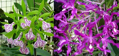 Cattleya Binosa x Schomburgkia rosea