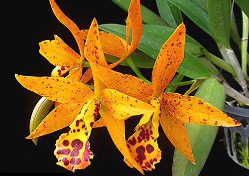 Cahuzacara Jairak Stardust 'Sunshine'