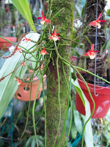 Cordiglottis fulgens