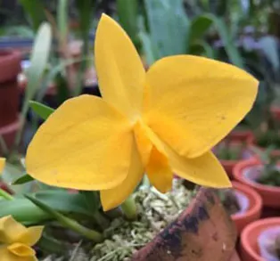 Sophronitis coccinea flava