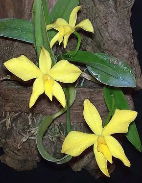 Sophronitis coccinea flava Tomiyama