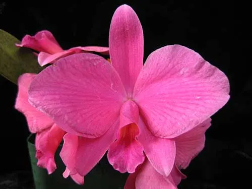 Sophrolaelia Orpetii 'Bella Vista'