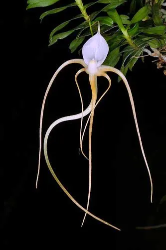 Angraecum arachnites