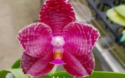 Phalaenopsis Auspice Green Lake 'Prince' (clone)