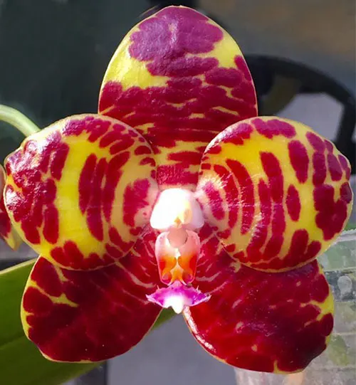 Phalaenopsis YangYang Gigan Cherry ‘#1’