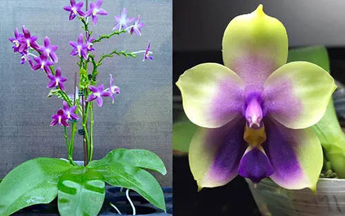 Phalaenopsis YangYang Blueberry x bellina coerulea